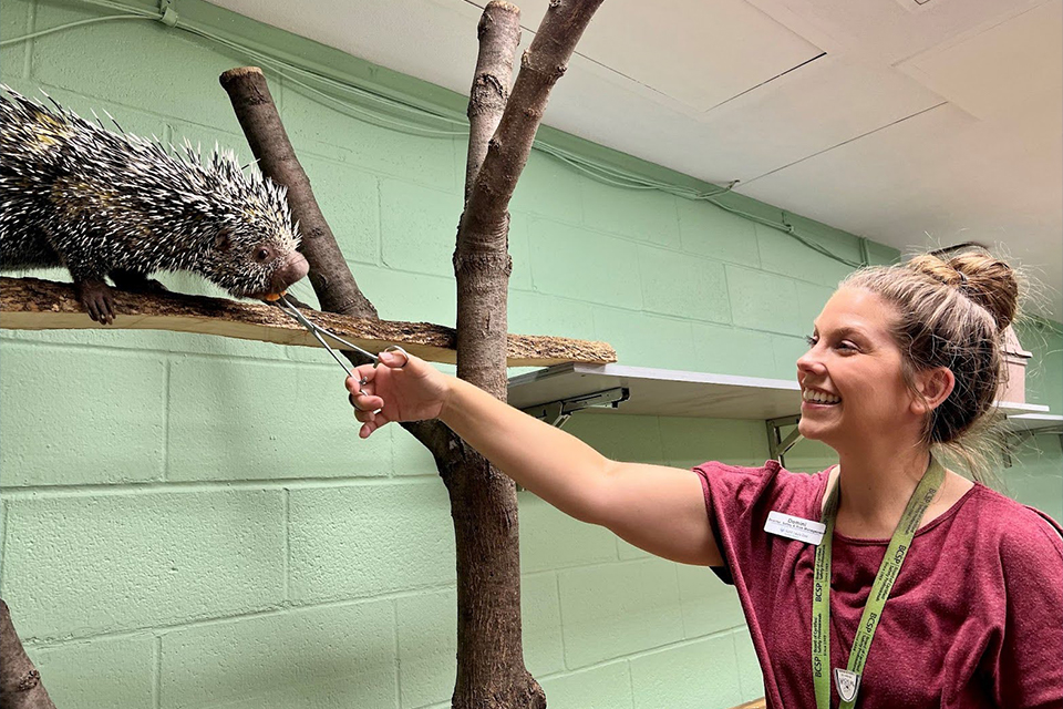 Domini Montgomery feeding a porcupine.